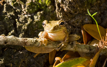 A Cuban treefrog on a branch
